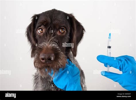 Hands Of Veterinarian With Syringe For Injection For Dog Stock Photo