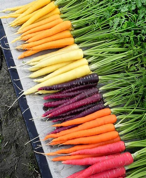 750 Organic Rainbow Blend Carrot Seeds Heirloom Non Gmo Rare Etsy
