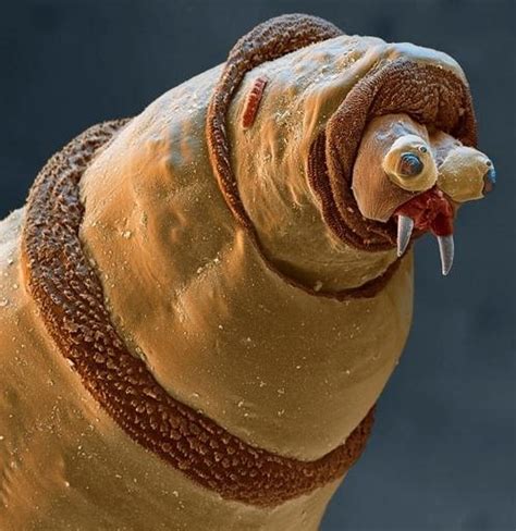 Maggots Face Under A Microscope 😨 R Oddlyterrifying