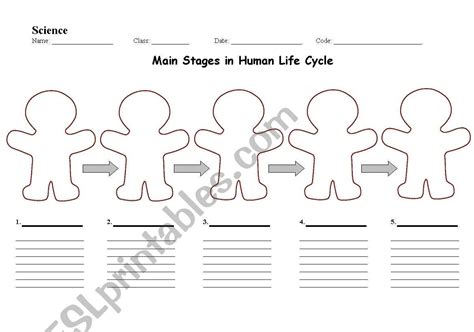 English Worksheets Main Stages In Human Life Cycle