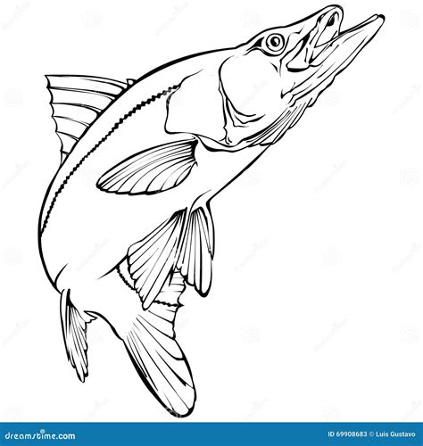 Snook Fish Icon Of 3 Types Color Black And White Outline Isolated