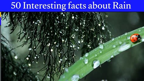 50 Interesting Facts About Rain Facts About Youtube