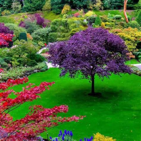 Colorful Beautiful Flowers Garden Beautiful Gardens Flowering Trees