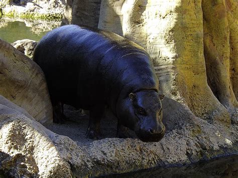 Hipopótamo Pigmeo En Bioparc Valencia Marisa Tárraga Dv Flickr