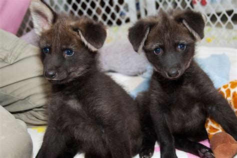 Meet Dora And Diego The Maned Wolf Pups Zooborns