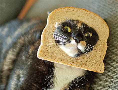 #funny #cats #confused #memes #computer. Gayle Tales: In-Bread Meme