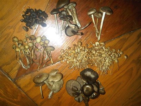 Identifying Magic Mushrooms On Pei Mushroom Cultivation