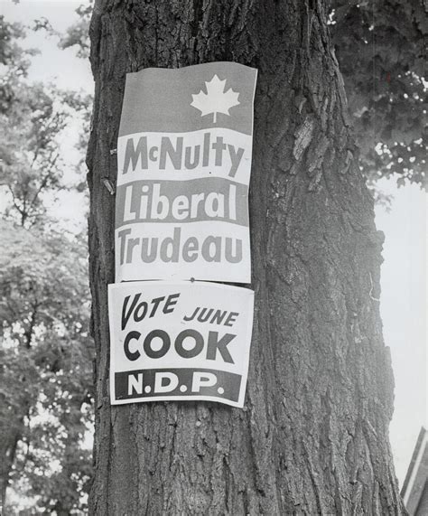 Campaign Posters Decorate Tree Liberal And Ndp Candidates Prefer This
