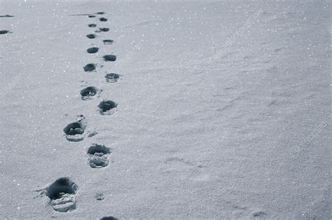 Footprints In Snow Stock Image E1270546 Science Photo Library