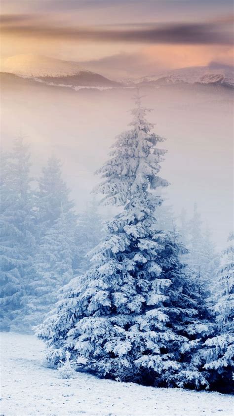 Обои Деревья 5k 4k сосны горы снег зима закат Trees 5k 4k