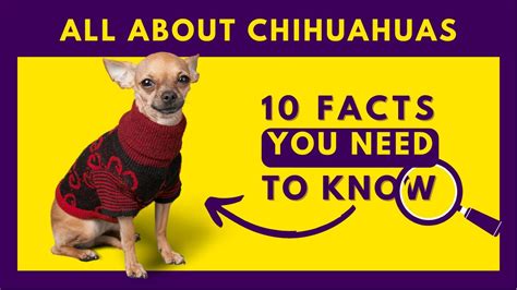 10 Amazing Facts About Chihuahuas You Need To Know Youtube