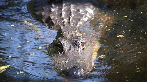 Alligator Corkscrew Swamp Sanctuary Florida Youtube