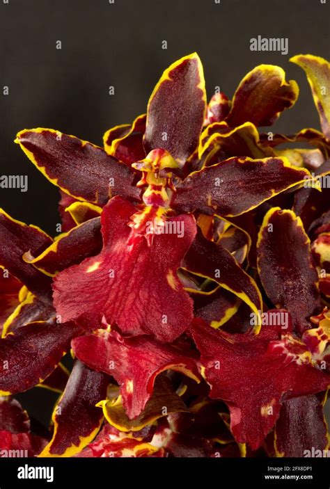 Oncidium Dancing Lady Orchid Hi Res Stock Photography And Images Alamy