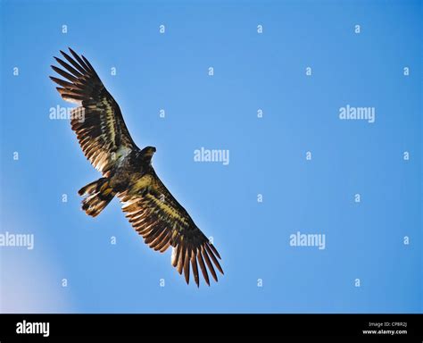 A Young Golden Eagle In Flight Stock Photo Alamy