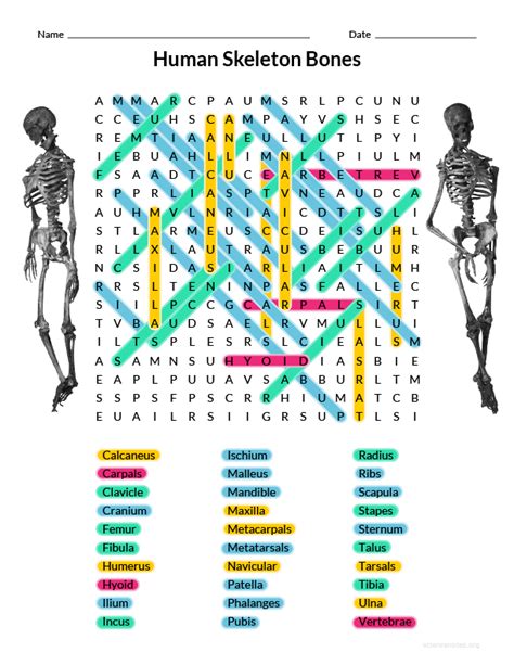 Anatomy skeletal system crossword, bone anatomy crossword, bone structure crossword, hip bone parts crossword clue, muscle and bone anatomy. Bone Names Crossword | crossword puzzle bahasa inggris