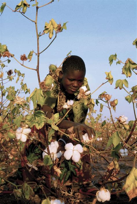 What Is Organic Cotton And Why Is It Better For The Planet