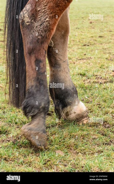 Close Up Of Injured And Swollen Hind Leg Of A Domestic Horse Equus
