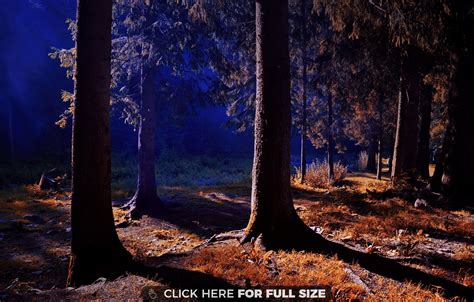 30 Inside Forest Night Hd Wallpapers For Desktop On Wallpapersafari
