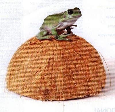 Oooh malay say katak di bawah tempurung aka frog under coconut shell. -:Fadhirul Ahmad:-: January 2011