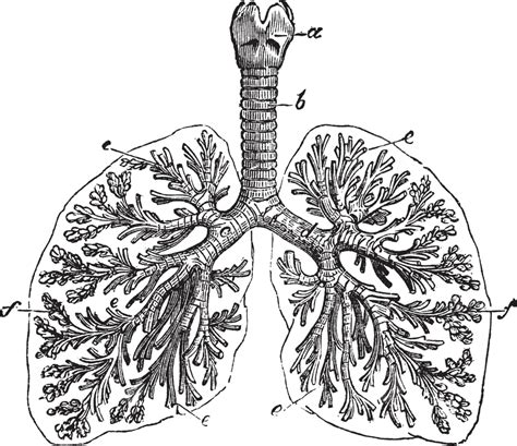 Los Pulmones Del Hombre Diagrama De Tejidos De Lóbulos De Grabado