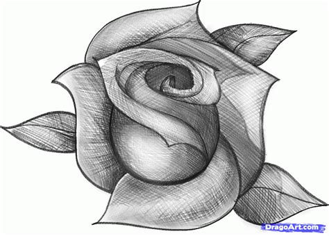 How To Sketch A Rose Step 12 Pencil Drawings For Beginners Pencil