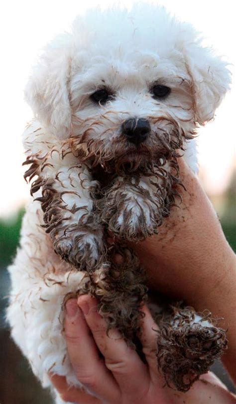 13 Muddy Puppies About To Get Their Paw Prints All Over Your Heart