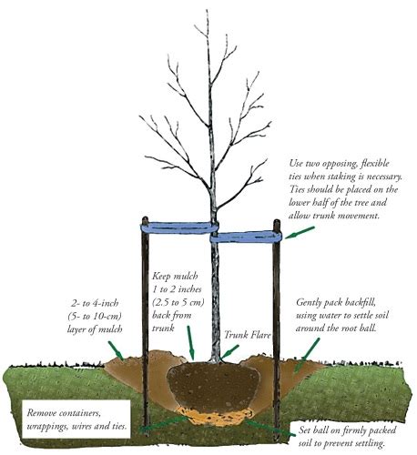 Planting A Tree