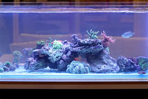 The Best 90 Gallon Aquarium Options