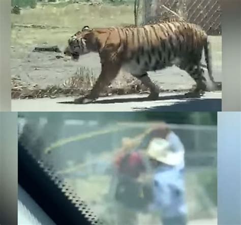 Mexican Cowboy Lassoed Escaped Bengal Tiger Poc Our Relationship