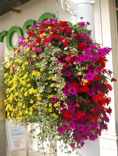 Trailing Flowers For Hanging Pots How To Plant Hanging Baskets And