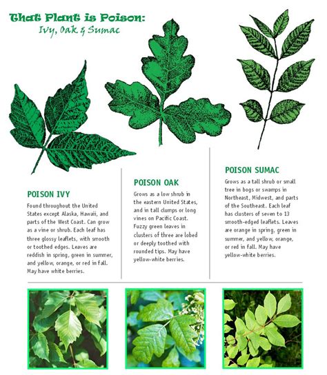 Identify Poison Ivy Oak Sumac Plants