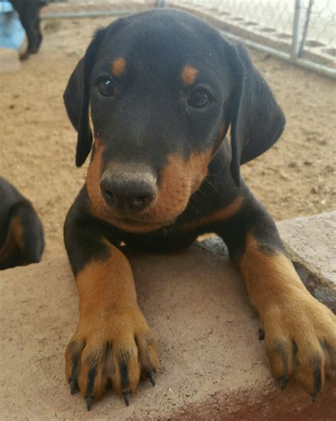 We are a volunteer only rescue comprised of very special people who are willing to give their time, expertise, homes and. Doberman Pinscher Puppies For Sale | Tucson, AZ #221943