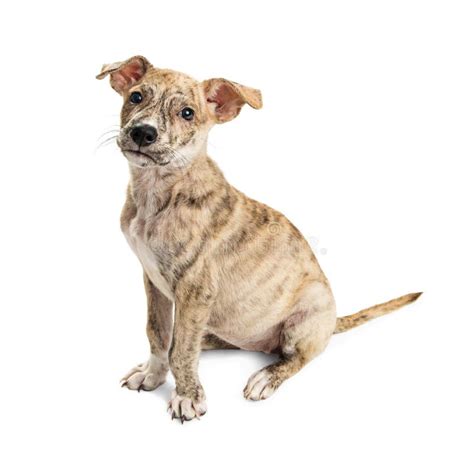 Cute Brindle Puppy Sitting Side On White Stock Image Image Of Baby