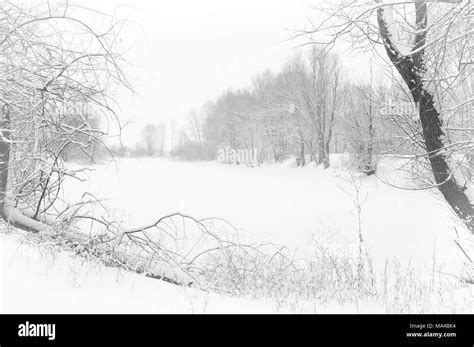 Snow Covered Taiga Black And White Stock Photos And Images Alamy