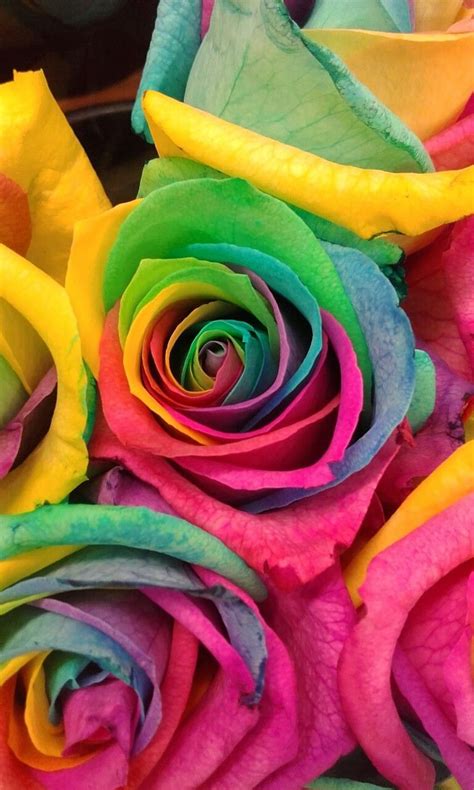 Glitter Rainbow Rose Rainbow Flower Hd Phone Wallpaper Pxfuel