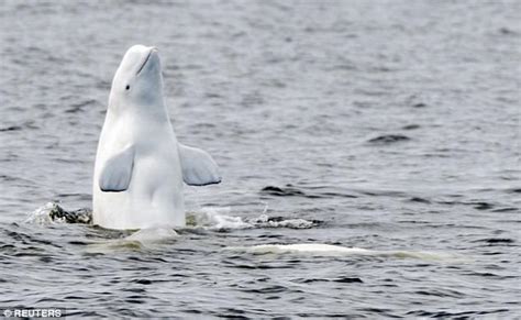 Beluga Whales Are Still Highly Endangered In Alaska Daily Mail Online