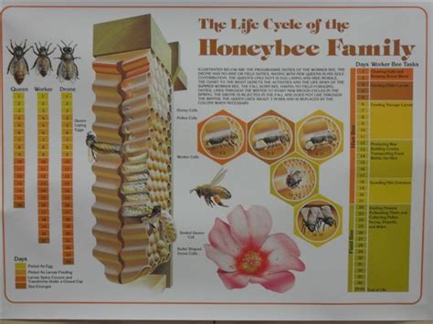 Honey Bee Life Cycle Poster Bee Life Cycle Honey Bee Life Cycle