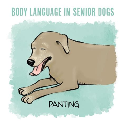 Understanding Dog Body Language In Senior Dogs Bechewy