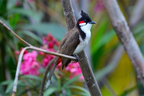 Fire At Will Some Birds Of Madagascar And Mauritius