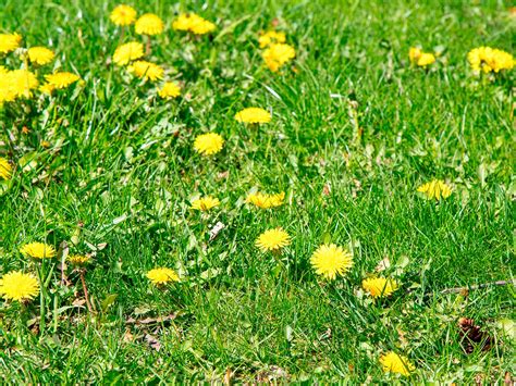 Contr Ler Et Pr Venir Les Mauvaises Herbes De La Pelouse Conseils