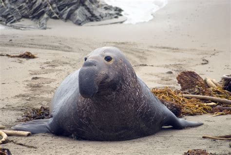 Elephant Seal On A Beach 4977 Stockarch Free Stock Photo Archive