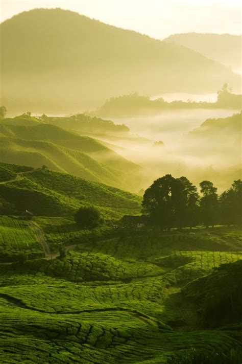 Cameron highlands was discovered in 1885 by english surveyor william cameron, under a commission by the colonial government. Cameron Highlands, Maleisië | Places we love to go ...