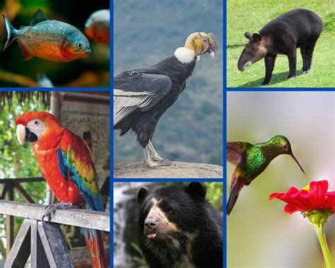 preservaciÓn de la biodiversidad colombiana fauna colombiana