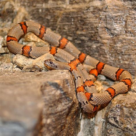 Grey Banded Kingsnake Facts And Pictures