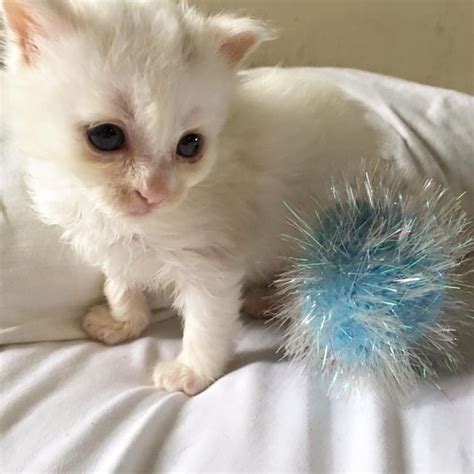 Coconuts Wishlist How A Trembling Kitten Went From Stray To Internet