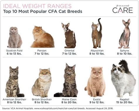 cat size chart by breed