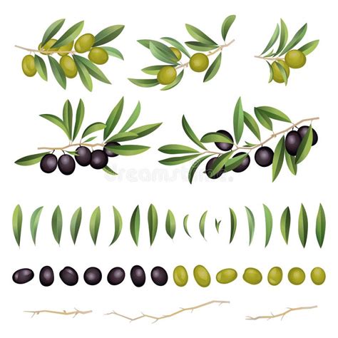 Green And Black Olives With Leaves And Branch Collection Vector