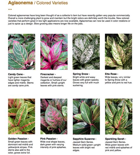 Aglaonema Types And Names