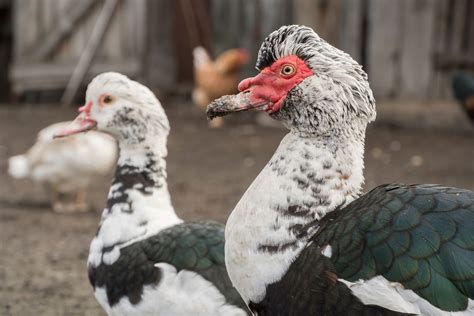 How To Tell The Sex Of A Duck Breed Comparison Fowl Guide