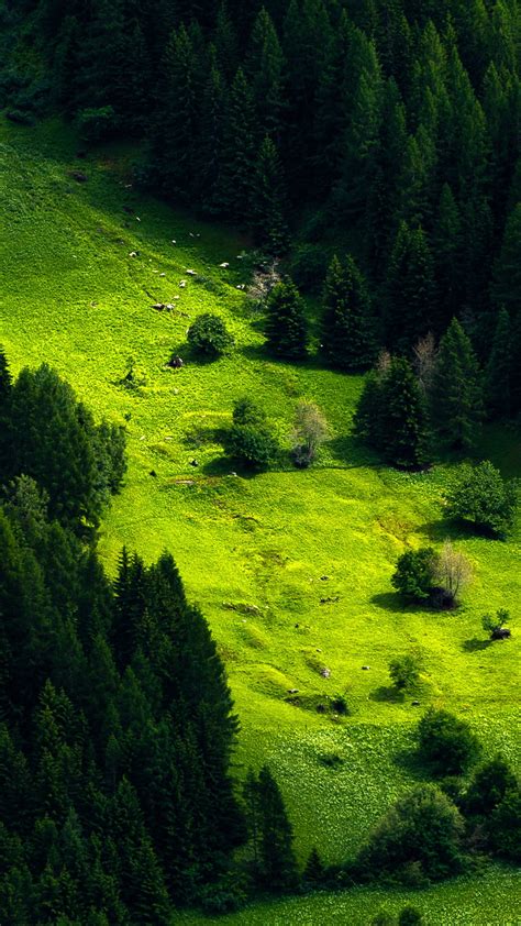 Green Scenery Nature Trees Forest 4k Hd Green Wallpapers Hd